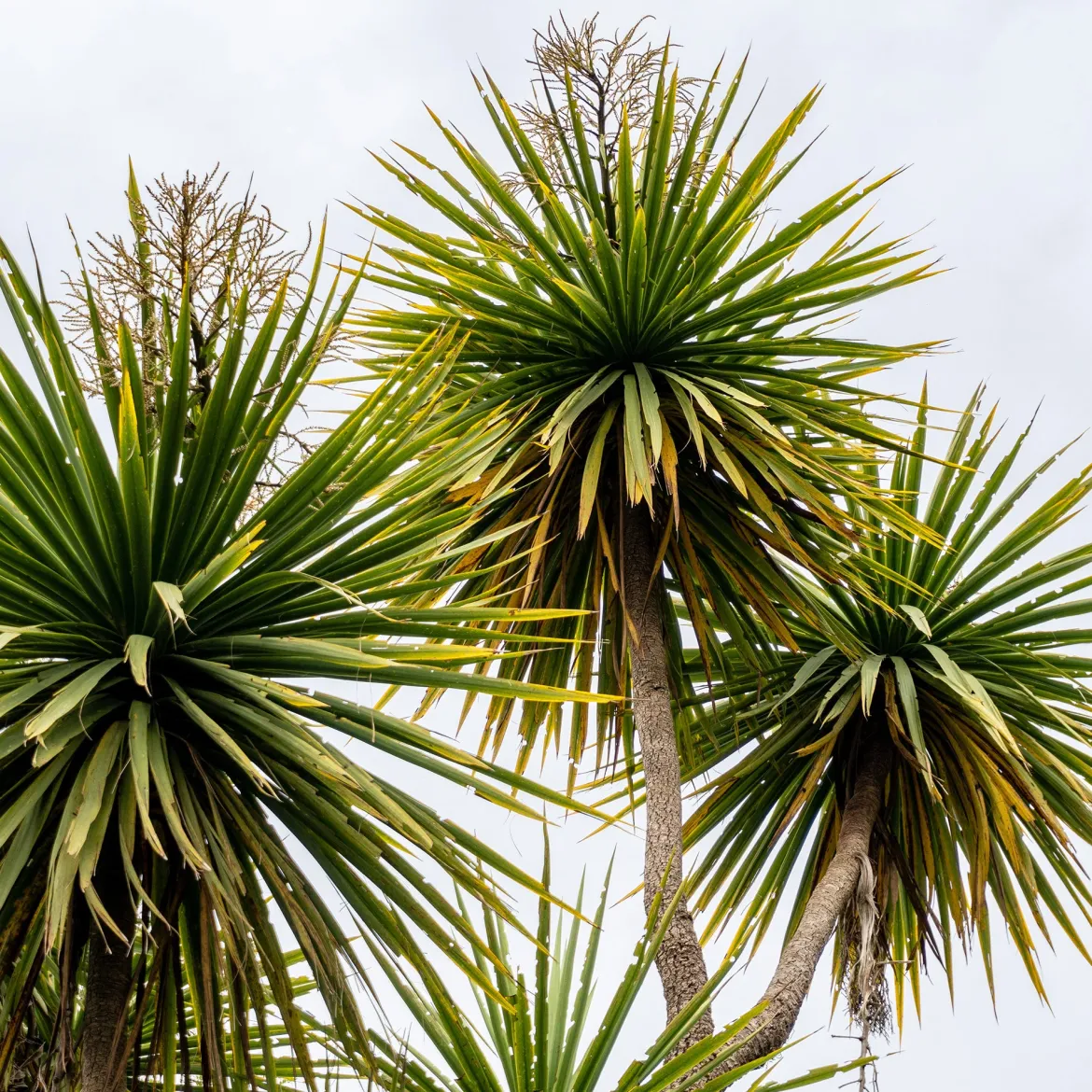 Cordyline australe - Un air d'exotisme facile