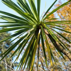 Cordyline australe - Un air d'exotisme facile