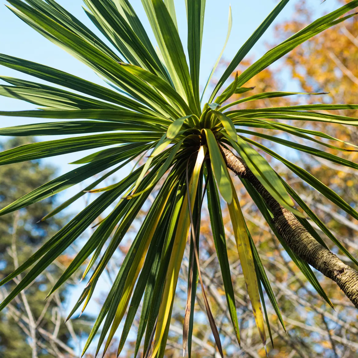 Cordyline australe - Un air d'exotisme facile