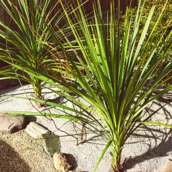 Cordyline australe - Un air d'exotisme facile