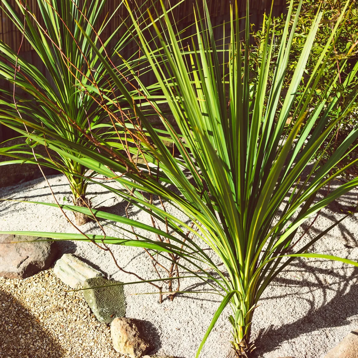 Cordyline australe - Un air d'exotisme facile