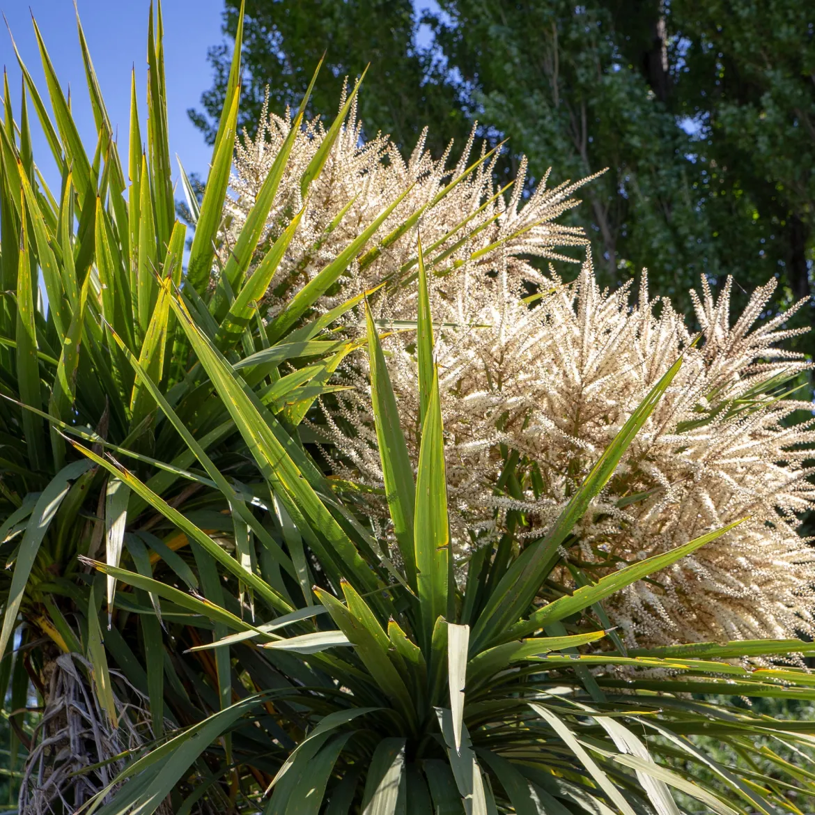 Cordyline australe - Un air d'exotisme facile