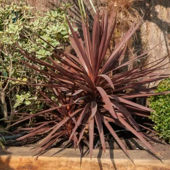 Cordyline australis Burgundy Spire® - Le rouge exotique toute l'année