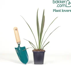 Cordyline australis Choc-Mint® - Chocolat et menthe au jardin