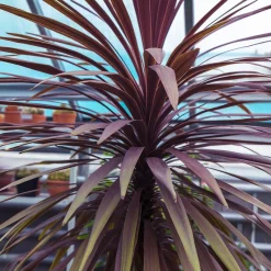 Cordyline australis Choc-Mint® - Chocolat et menthe au jardin