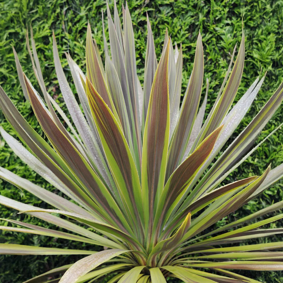 Cordyline australis Choc-Mint® - Chocolat et menthe au jardin