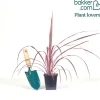 Cordyline australis Festival Rasberry® - Un feu d'artifice framboise