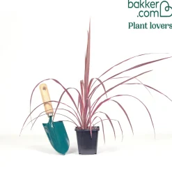 Cordyline australis Festival Rasberry® - Un feu d'artifice framboise