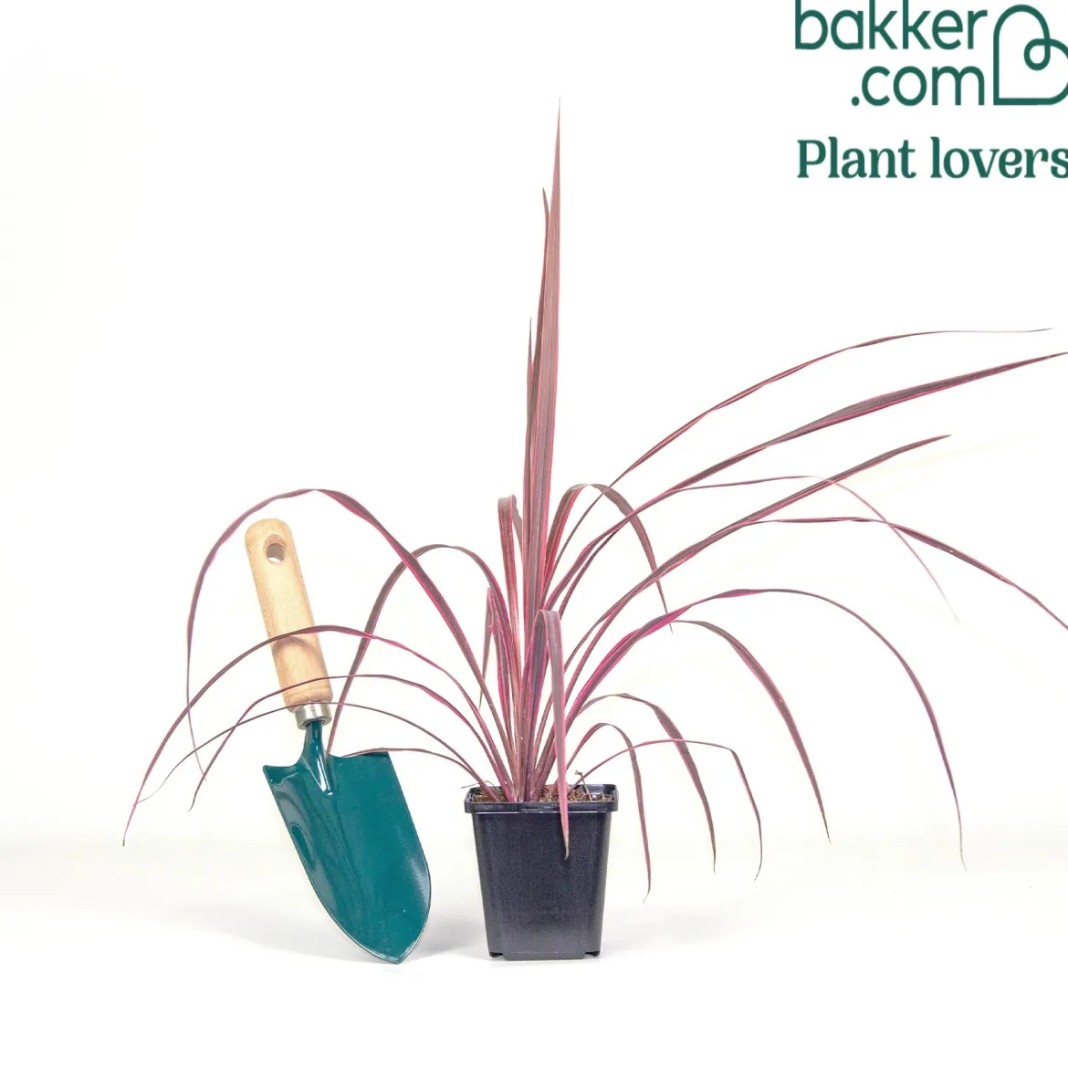 Cordyline australis Festival Rasberry® - Un feu d'artifice framboise