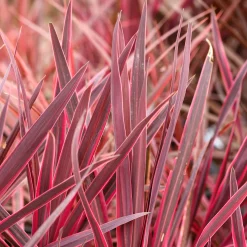 Cordyline australis Festival Rasberry® - Un feu d'artifice framboise