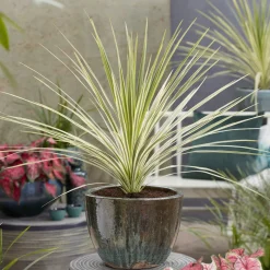 Cordyline australis Lime Passion® - Une touche exotique lumineuse