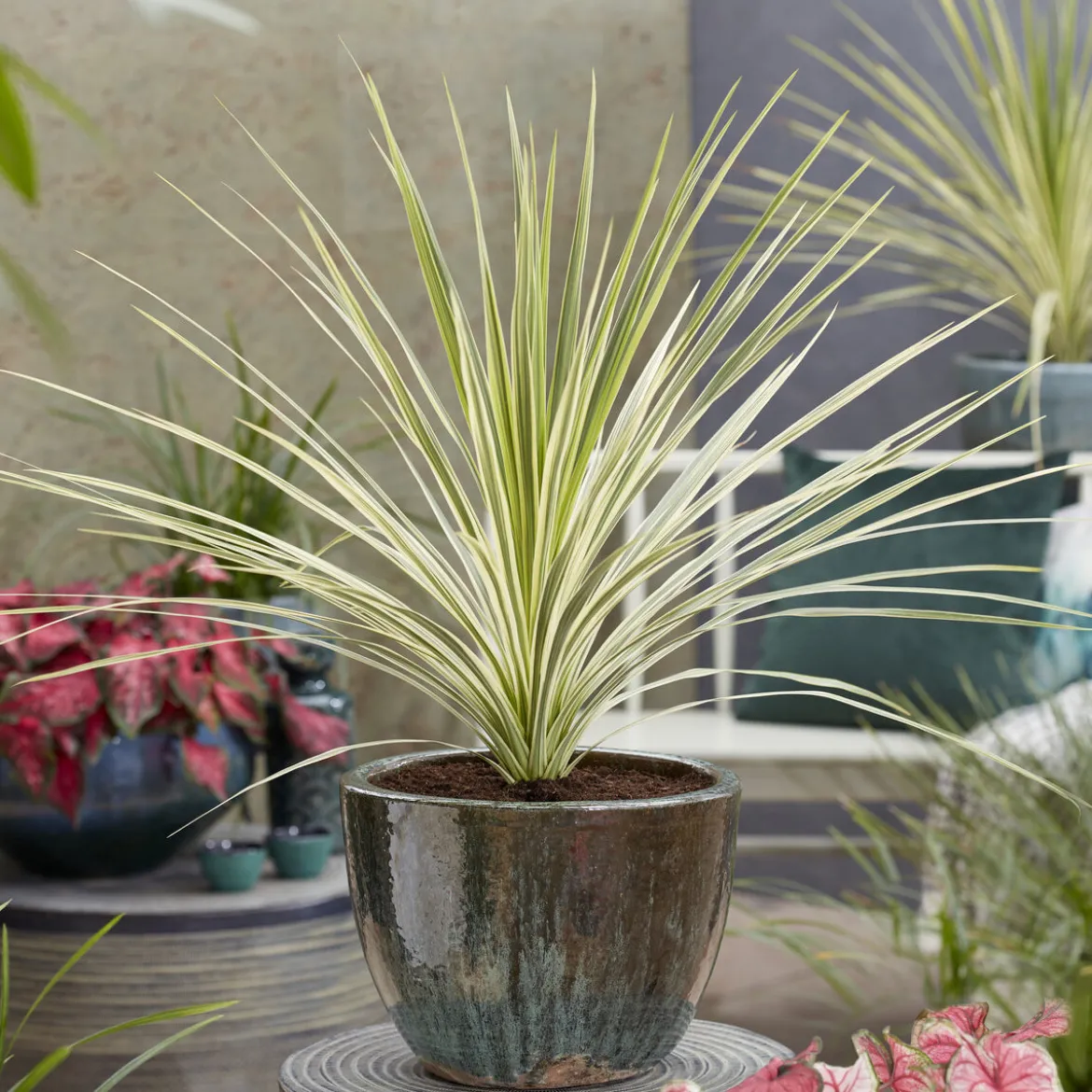 Cordyline australis Lime Passion® - Une touche exotique lumineuse