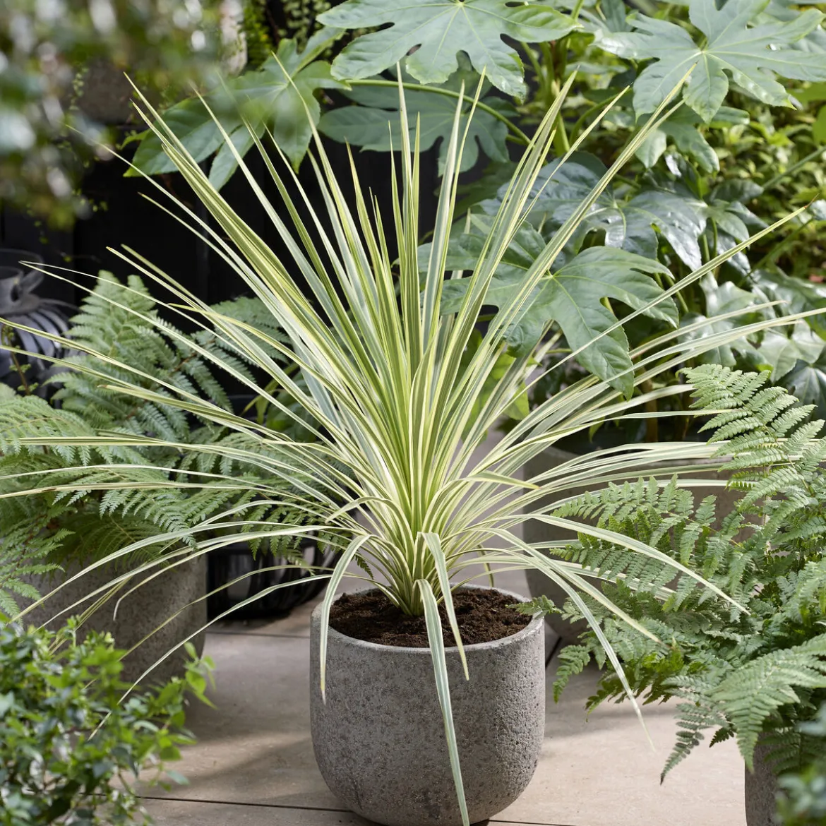 Cordyline australis Lime Passion® - Une touche exotique lumineuse