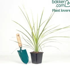 Cordyline australis Lime Passion® - Une touche exotique lumineuse