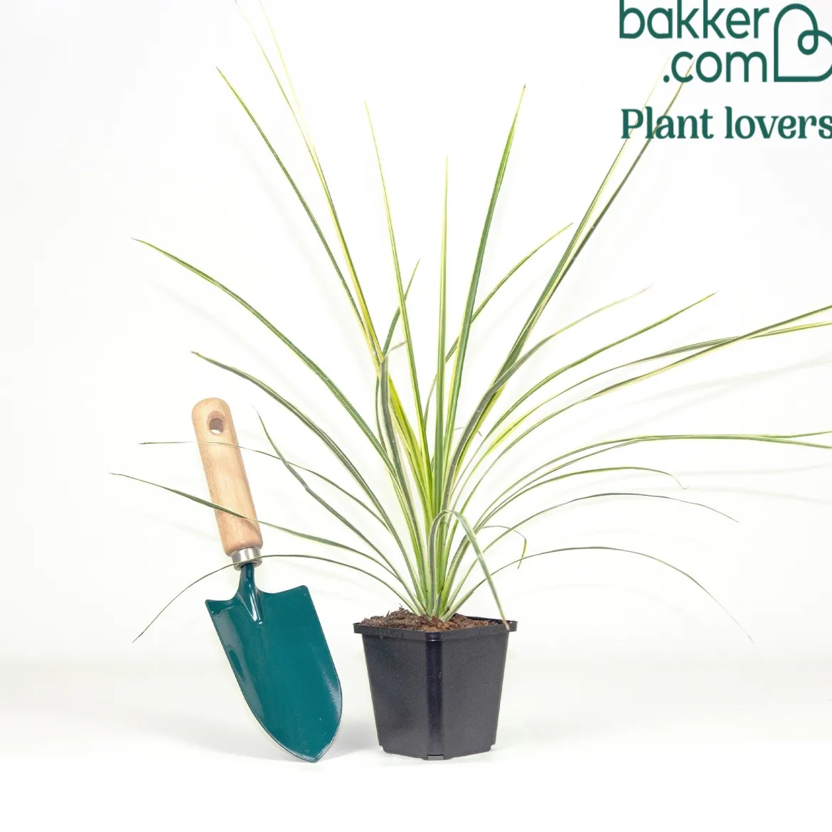 Cordyline australis Lime Passion® - Une touche exotique lumineuse