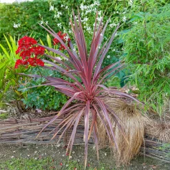 Cordyline australis Pink Passion® - L'expat tropicale de la terrasse