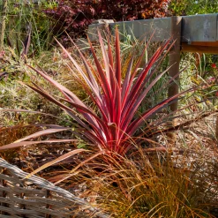 Cordyline australis Pink Passion® - L'expat tropicale de la terrasse