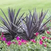 Cordyline australis Red Sensation® - Le rouge qui change tout