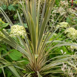 Cordyline australis Torbay Dazzler® - Effet exotique toute l'année