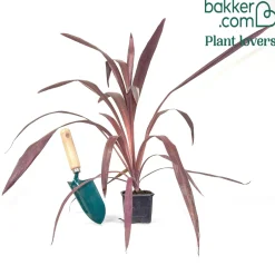 Cordyline obtecta Super Star ® - Le feuillage exotique facile