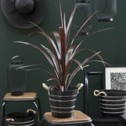 Cordyline obtecta Super Star ® - Le feuillage exotique facile