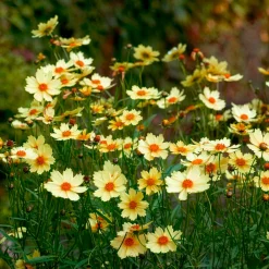 Coreopsis Full Moon - Le soleil dans votre massif