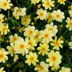 Coreopsis Full Moon - Le soleil dans votre massif