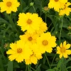 Coreopsis grandiflora Etoile d'Or - Du jaune tout l'été