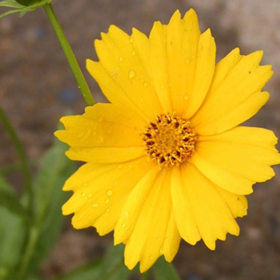 Coreopsis grandiflora Etoile d'Or - Du jaune tout l'été