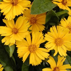 Coreopsis lancéolée Goldfink - Du jaune tout l'été