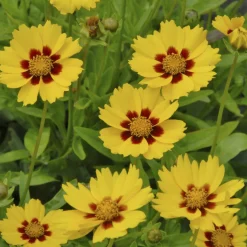 Coreopsis - Oeil de jeune fille - Du jaune tout l'été