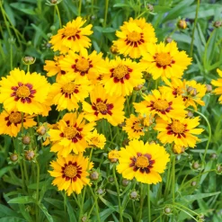 Coreopsis - Oeil de jeune fille - Du jaune tout l'été