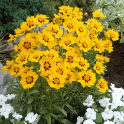 Coreopsis - Oeil de jeune fille - Du jaune tout l'été