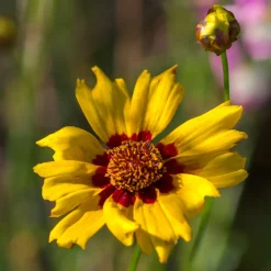 Coreopsis - Oeil de jeune fille - Du jaune tout l'été