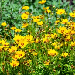 Coreopsis - Oeil de jeune fille - Du jaune tout l'été