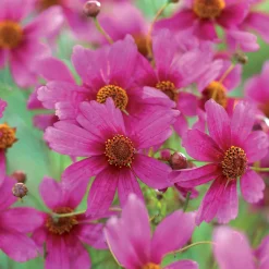 Coreopsis rose Heaven's gate - Un tapis rose tout l'été