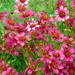Coreopsis rose Heaven's gate - Un tapis rose tout l'été