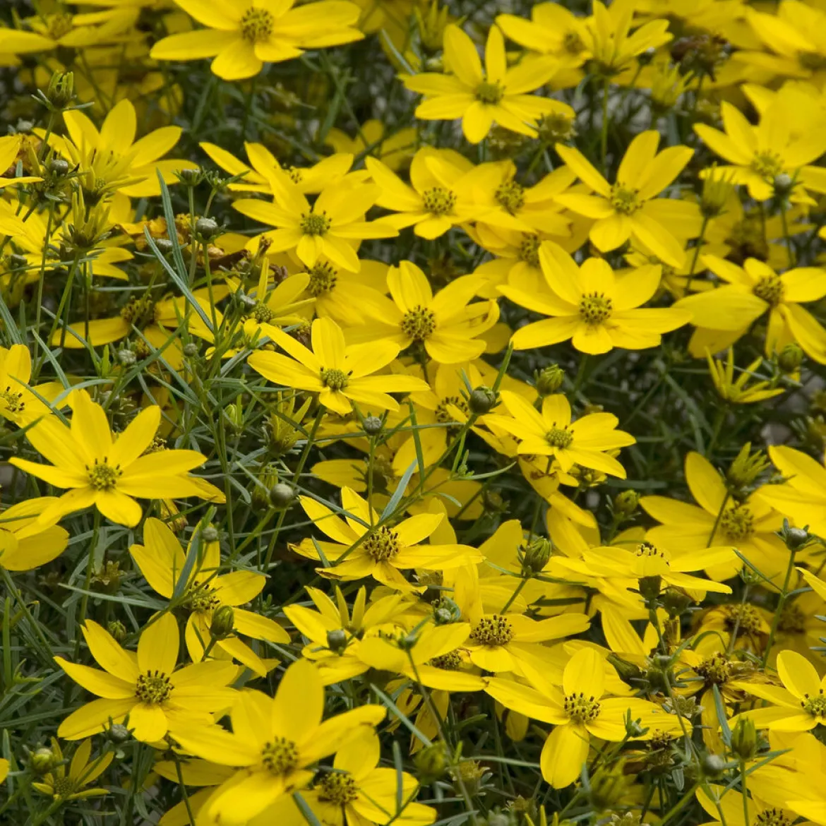 Coreopsis verticillé Zagreb - Un tapis d'or tout l'été