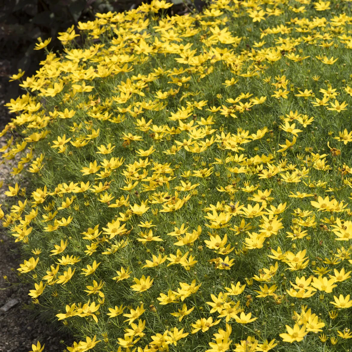 Coreopsis verticillé Zagreb - Un tapis d'or tout l'été