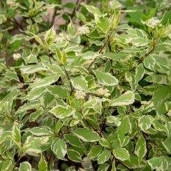 Cornouiller blanc Elegantissima - Des tiges rouges tout l'hiver