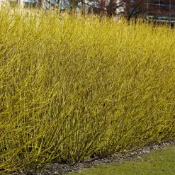 Cornouiller à bois jaune Flaviramea - Des tiges jaunes tout l'hiver