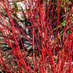 Cornouiller à bois rouge Sibirica - Un jardin flamboyant en hiver