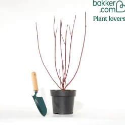 Cornouiller à bois rouge Sibirica - Un jardin flamboyant en hiver