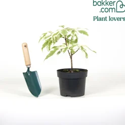 Cornouiller des pagodes panaché - Un arbre en étages unique
