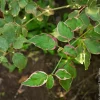 Cornouiller des pagodes Pinky Spot - Le charme japonais au jardin