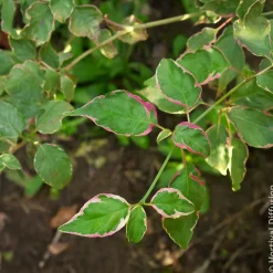 Cornouiller des pagodes Pinky Spot - Le charme japonais au jardin