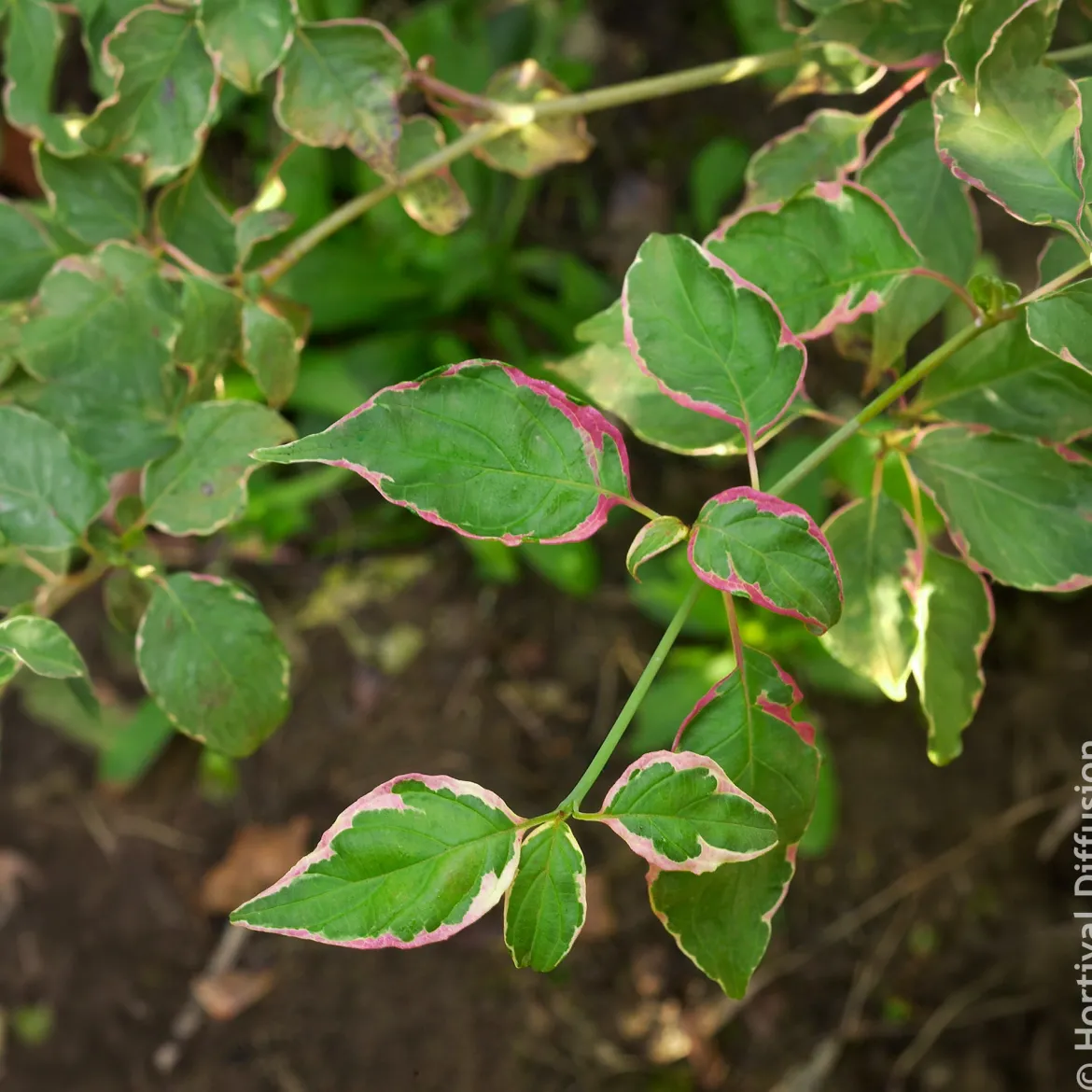 Cornouiller des pagodes Pinky Spot - Le charme japonais au jardin