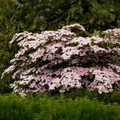 Cornouiller du Japon Satomi - La floraison rose qui épate