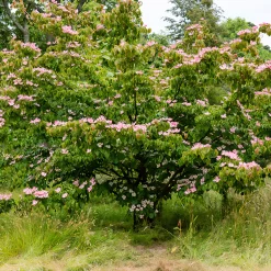 Cornouiller du Japon Satomi - La floraison rose qui épate