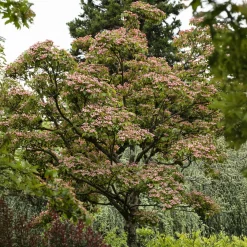 Cornouiller du Japon Satomi - La floraison rose qui épate